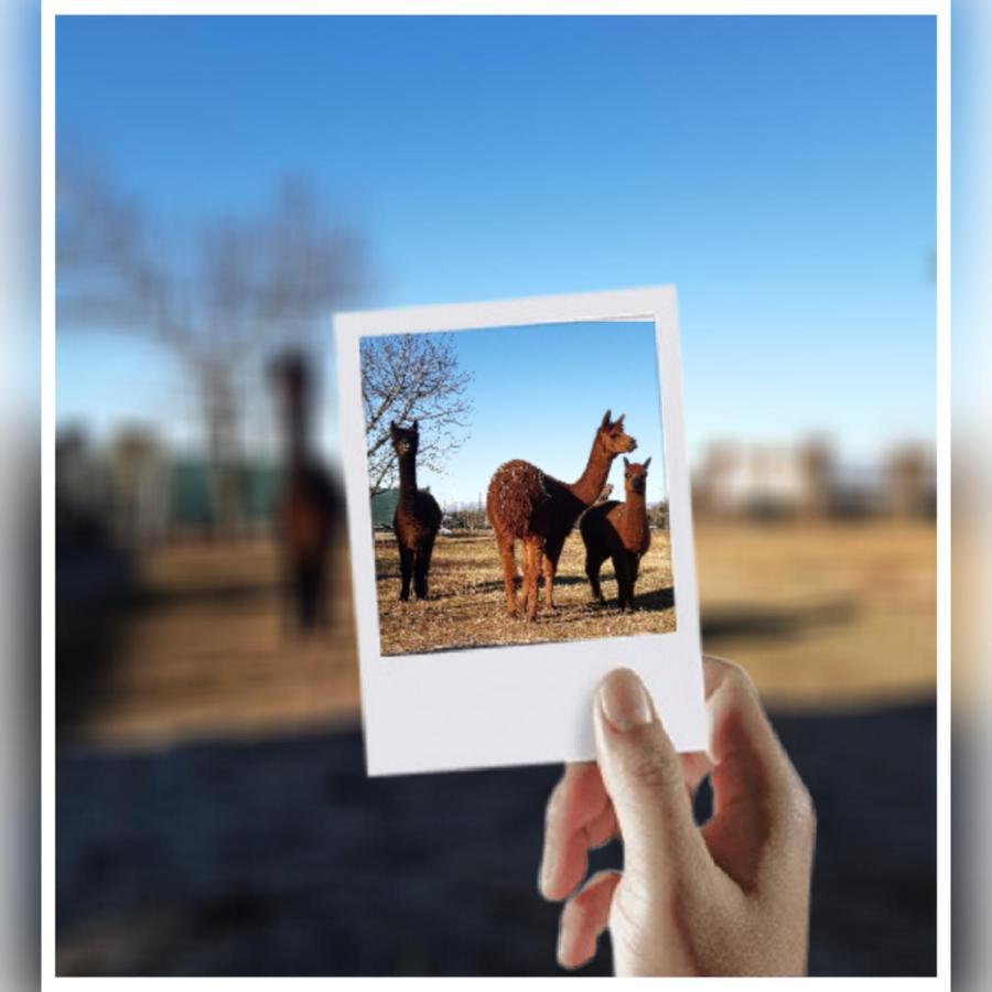 Agriturismo Il Podere Vedelago Con San Bernardo, Alpaca E Una Pentola Di Cose Da Scoprire Dış mekan fotoğraf
