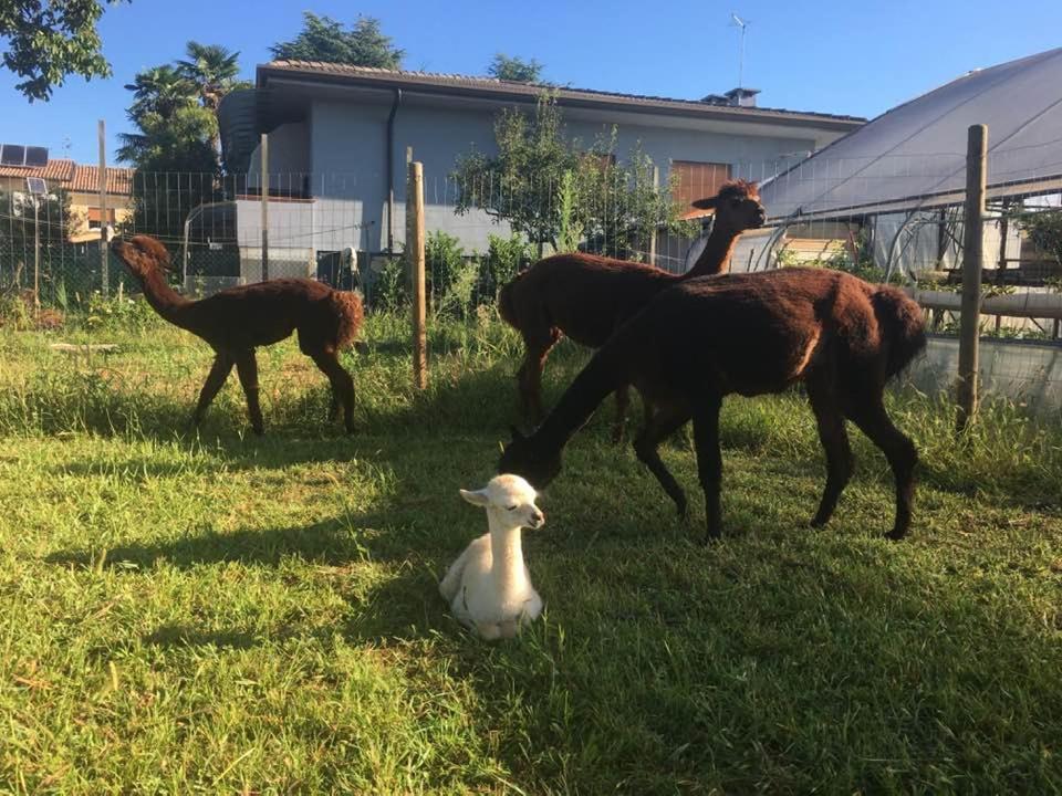 Agriturismo Il Podere Vedelago Con San Bernardo, Alpaca E Una Pentola Di Cose Da Scoprire Dış mekan fotoğraf