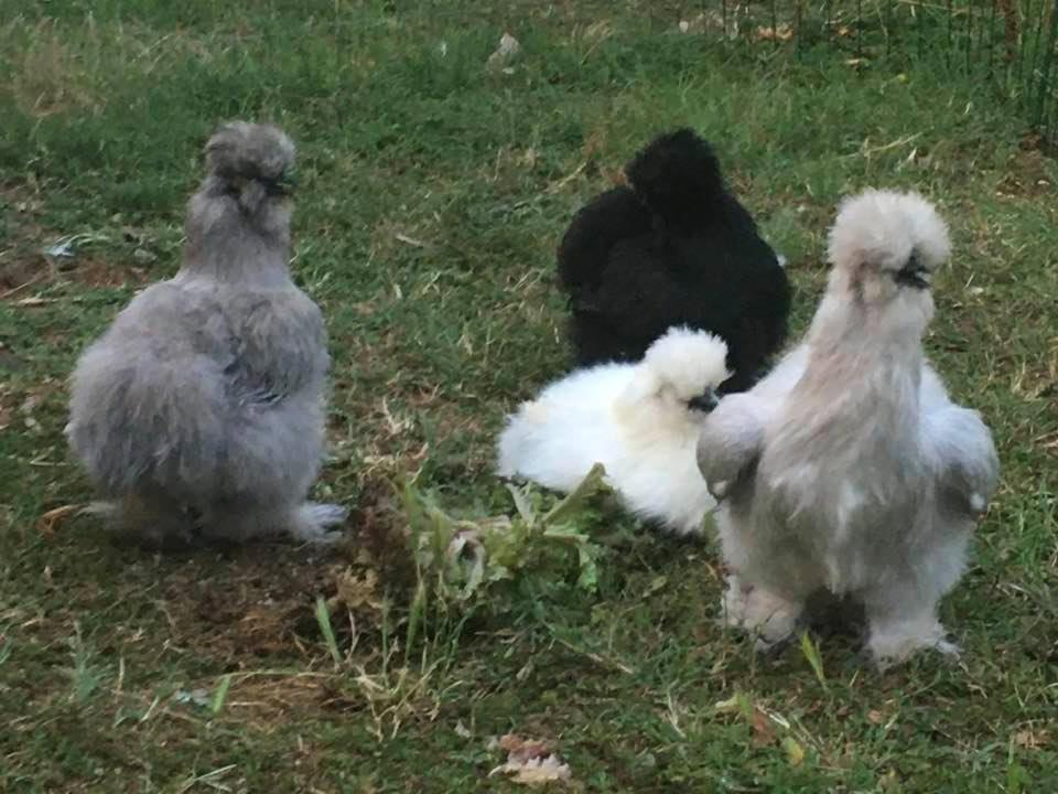 Agriturismo Il Podere Vedelago Con San Bernardo, Alpaca E Una Pentola Di Cose Da Scoprire Dış mekan fotoğraf