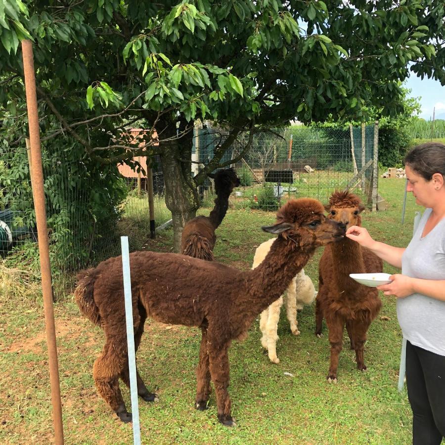 Agriturismo Il Podere Vedelago Con San Bernardo, Alpaca E Una Pentola Di Cose Da Scoprire Dış mekan fotoğraf