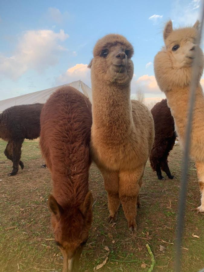 Agriturismo Il Podere Vedelago Con San Bernardo, Alpaca E Una Pentola Di Cose Da Scoprire Dış mekan fotoğraf