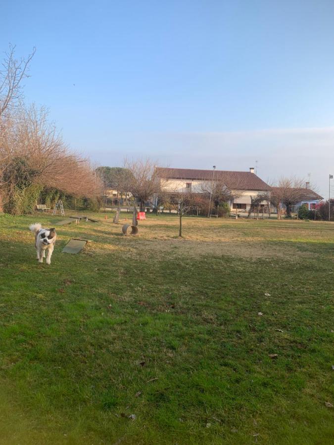 Agriturismo Il Podere Vedelago Con San Bernardo, Alpaca E Una Pentola Di Cose Da Scoprire Dış mekan fotoğraf