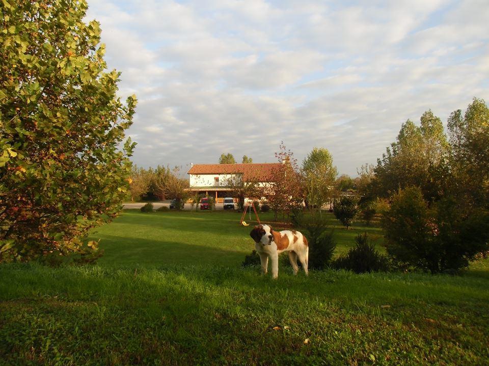 Agriturismo Il Podere Vedelago Con San Bernardo, Alpaca E Una Pentola Di Cose Da Scoprire Dış mekan fotoğraf