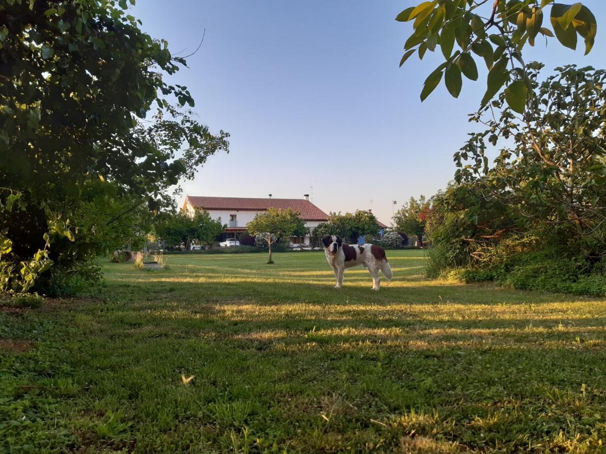 Agriturismo Il Podere Vedelago Con San Bernardo, Alpaca E Una Pentola Di Cose Da Scoprire Dış mekan fotoğraf